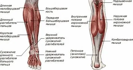 Hogyan erősíthető az izmok az alsó lábszár - Hogyan építi a házat, és a szobában