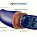 Как липсата на движение на вените, здравето на ставите