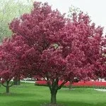 Cum să crească Prunus triloba sau luizeaniyu - flori ornamentale și arbuști