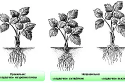 Cum să crească căpșuni din țară și de plantare de udare caracteristici