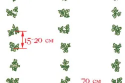 Cum să crească căpșuni din țară și de plantare de udare caracteristici