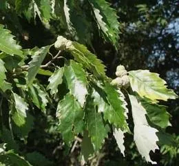 Cum să crească un stejar de la o ghindă sfaturi pentru grădinari