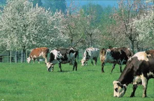 Calvados - o băutură romantică, artoteka alimentară