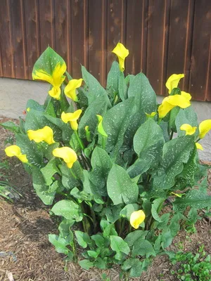 Zantedeschia Calla fotók, fajták, a gondozás és szaporítása Calla liliom egy bankot otthon