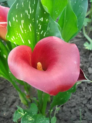 Zantedeschia Calla снимки, сортове, грижи и разпространение на лилии в саксия у дома