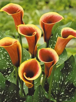 Zantedeschia Calla снимки, сортове, грижи и разпространение на лилии в саксия у дома