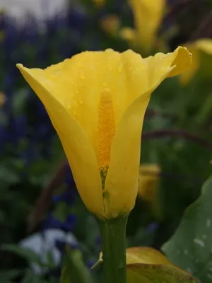 Zantedeschia Calla fotók, fajták, a gondozás és szaporítása Calla liliom egy bankot otthon