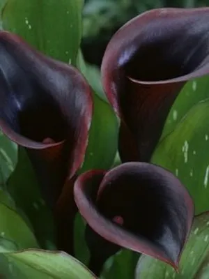 Zantedeschia Calla fotók, fajták, a gondozás és szaporítása Calla liliom egy bankot otthon