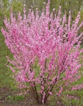 Hogyan növekszik Prunus triloba vagy luizeaniyu - díszítő virágok és cserjék