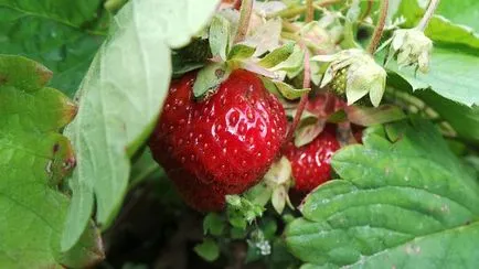 Как да расте ягоди в страната, вила _ кръг