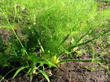 Как да расте зеленчуци копър в страната, 6 дка