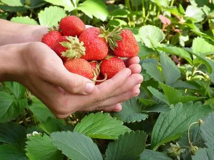 Hogyan nőnek eper az országban, vendégház _ kör