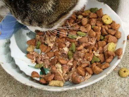 Hogyan fejti ki hatását a száraz élelmiszer a macska egészségét -, hogyan kell helyesen etetni a macska száraz élelmiszer - élelmiszer