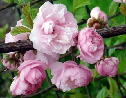 Hogyan növekszik Prunus triloba vagy luizeaniyu - díszítő virágok és cserjék