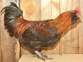 Каталог на пилета порода за подбор, описания, снимки