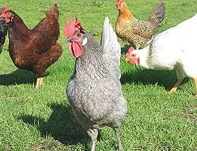 Каталог на пилета порода за подбор, описания, снимки