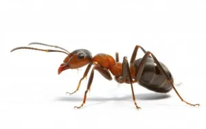До каква отнася до мравка отбора и съществуват какви невероятна гледка