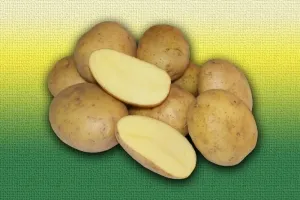 картофи за семе