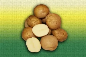картофи за семе