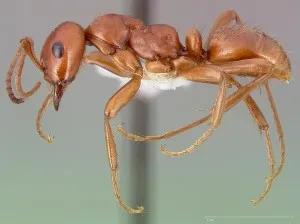 До каква отнася до мравка отбора и съществуват какви невероятна гледка