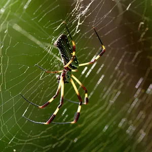 Какво може да мечтаят за много паяци sonnik предвещава неприятности или точно обратното