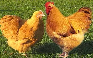 Katalógus csirkék tenyészteni kiválasztása, leírások, fotók