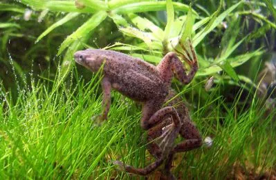 Törpe Frog hymenochirus boettgeri