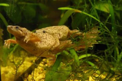 Törpe Frog hymenochirus boettgeri