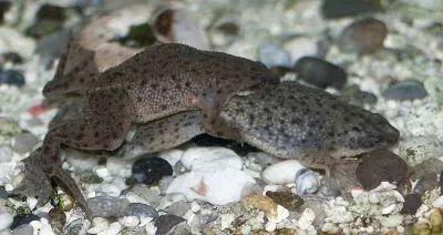 Törpe Frog hymenochirus boettgeri