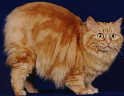 Cymric Cat „rysenok“ cu Insula Man