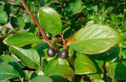 Cotoneaster брилянтен размножаване чрез резници, семена, наслояване (снимки, видео)