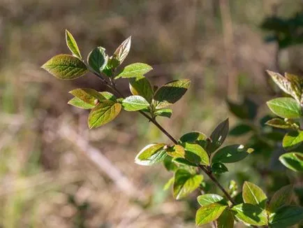Cotoneaster брилянтен размножаване чрез резници, семена, наслояване (снимки, видео)