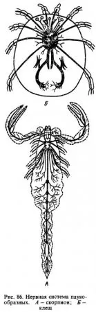 Clasa de arahnide - Arachnida - Totul despre creșterea animalelor