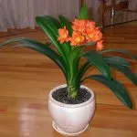 Clivia грижи в дома и развъждане