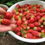 Strawberry Albion anumite caracteristici și descrierea soiului