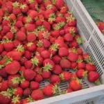 Strawberry Albion anumite caracteristici și descrierea soiului