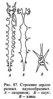 Clasa de arahnide - Arachnida - Totul despre creșterea animalelor