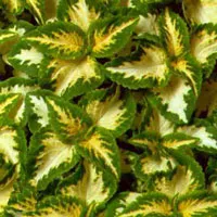 Coleus - típusok, gondozás, tenyésztés, Greenhome