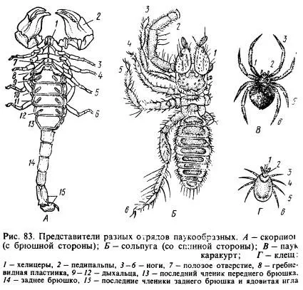 Osztály pókok - Arachnida - szól az állattenyésztés