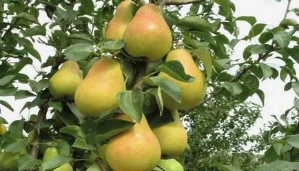 Pear columnar - o atenție deosebită