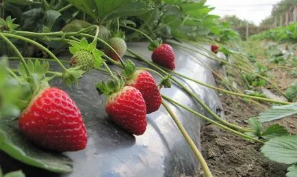 Strawberry Албиън - високо качество и отличен вкус клас видео