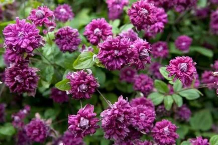 Clematis Purpurea Елеганс плен описание на сорта и неговите характеристики, размера на цветето, фото