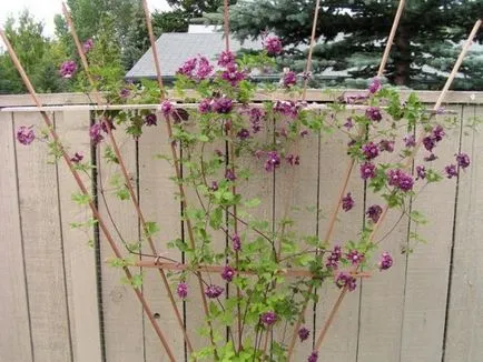 Clematis Purpurea Elegans fogságban a fajta leírását és annak jellemzői, a méret a virág, fotó