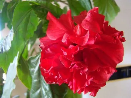 flori de interior cu flori roșii imagine și descriere