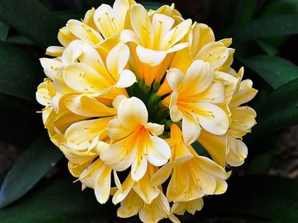 Clivia грижи в дома и развъждане