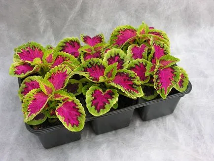 Coleus - tipuri, de îngrijire, de reproducere, Greenhome