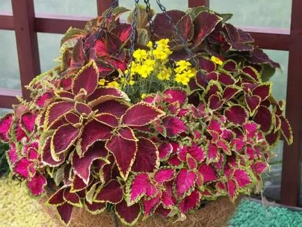 Coleus - tipuri, de îngrijire, de reproducere, Greenhome