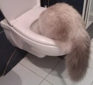 A macska nem iszik vizet a WC csésze, a kedvenc thai macska