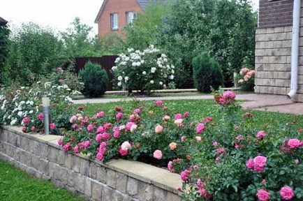 Красиви рози в градината Снимка