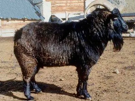 Кози порода на минното дело и altayskayaa, Горно-Altaisk кози, планински кози Алтай, Алтай кози
